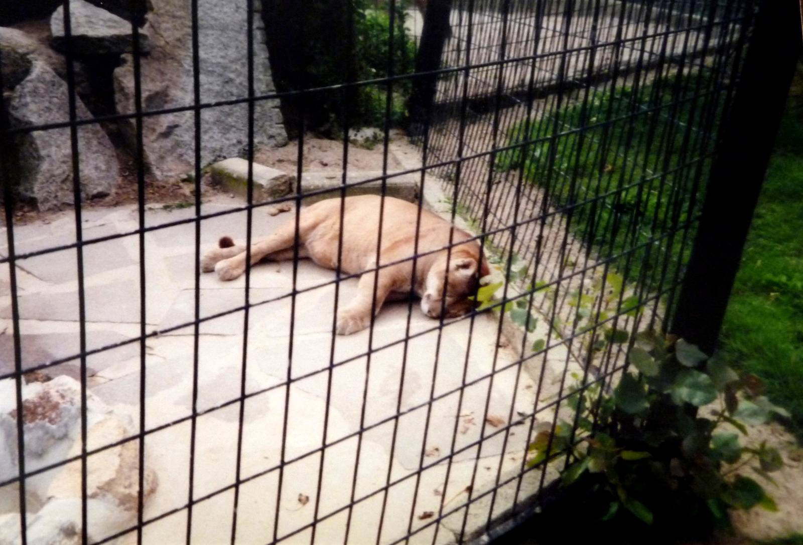 Puma at Newquay Zoo, 1997.