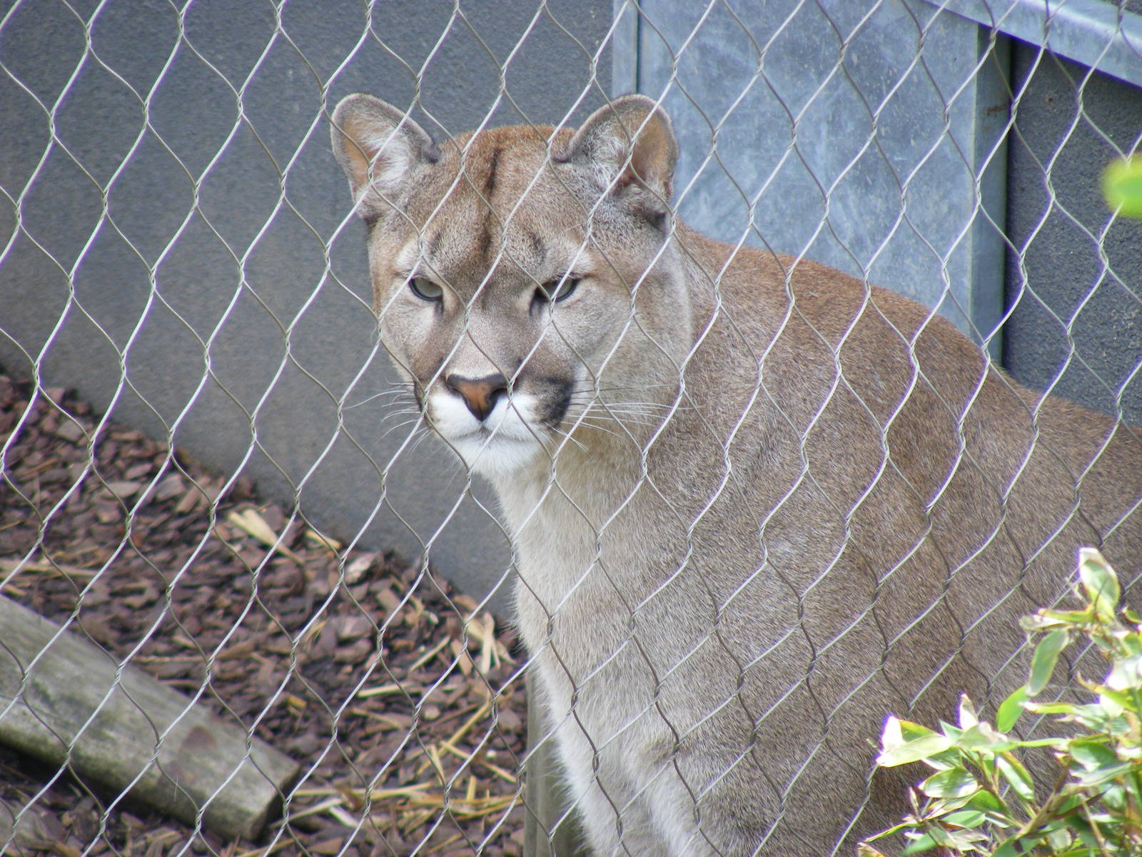 Puma at RSCC, 15 August 2010