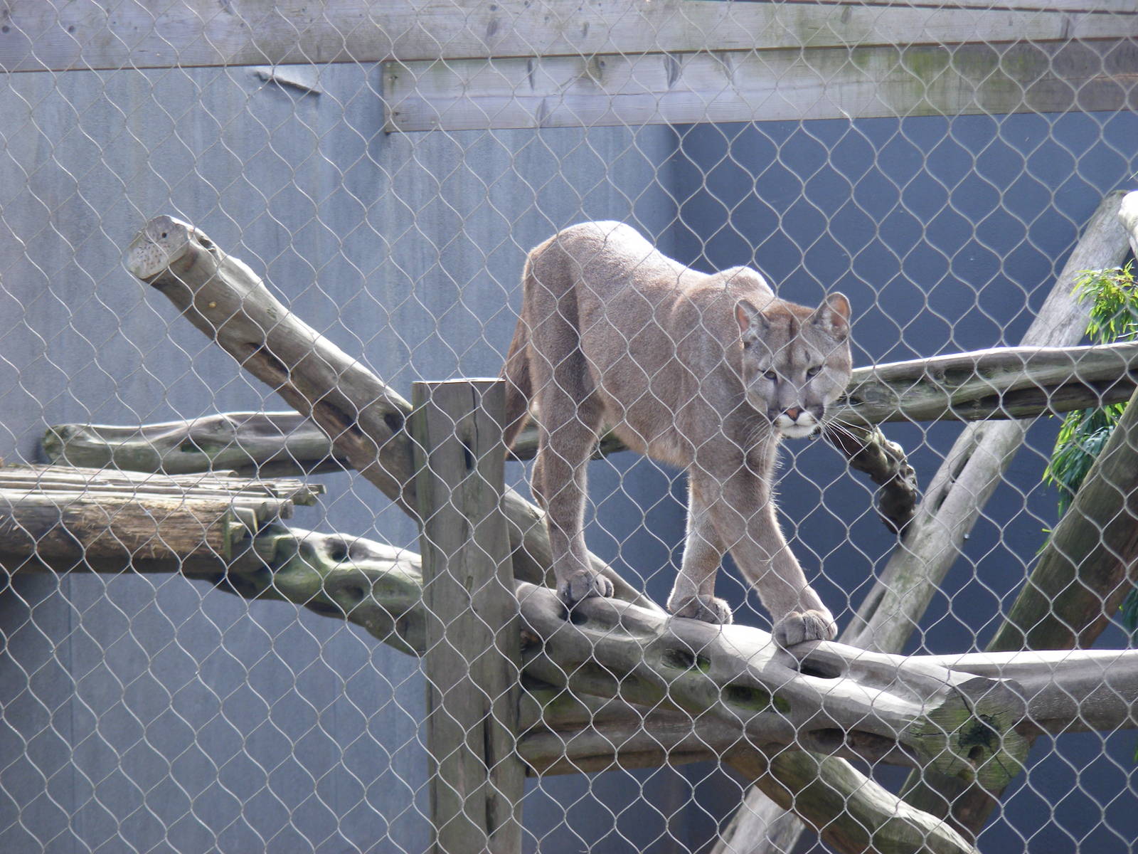 Puma at RSCC, 2 April 2010