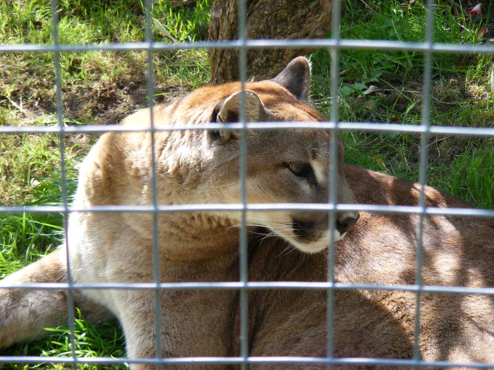Puma at Shepreth Wildlife Park, 12 September 2010