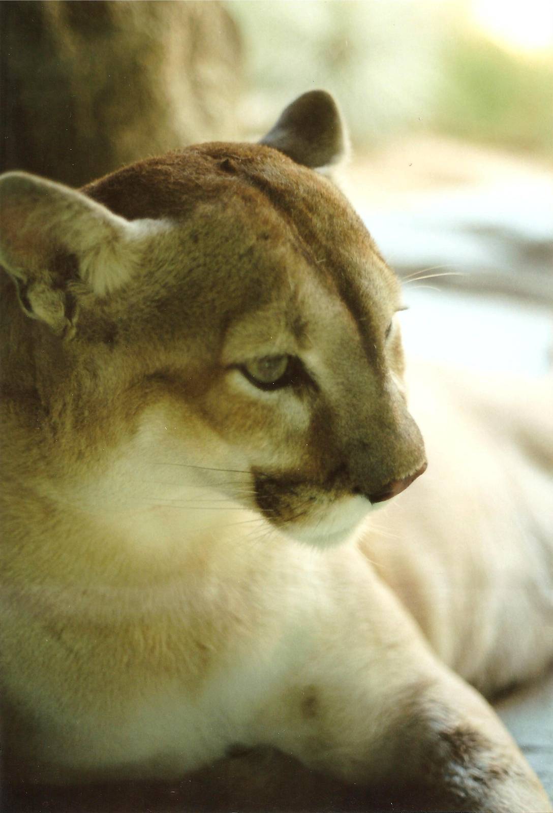 Puma at The Living Desert, 1998