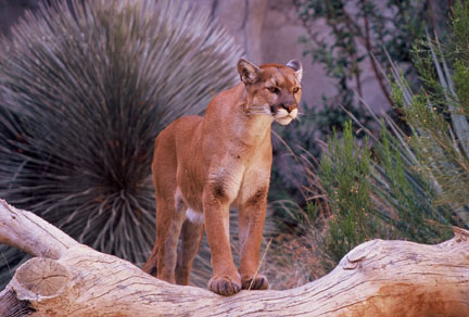 puma at The Living Desert