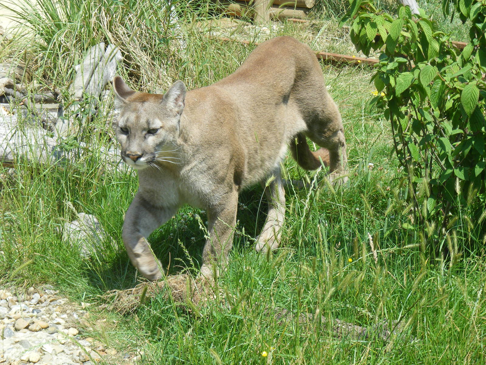 Puma at WHF, 3 July 2011