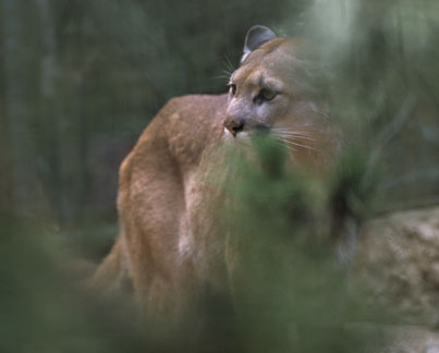 puma, Aug 3 2009