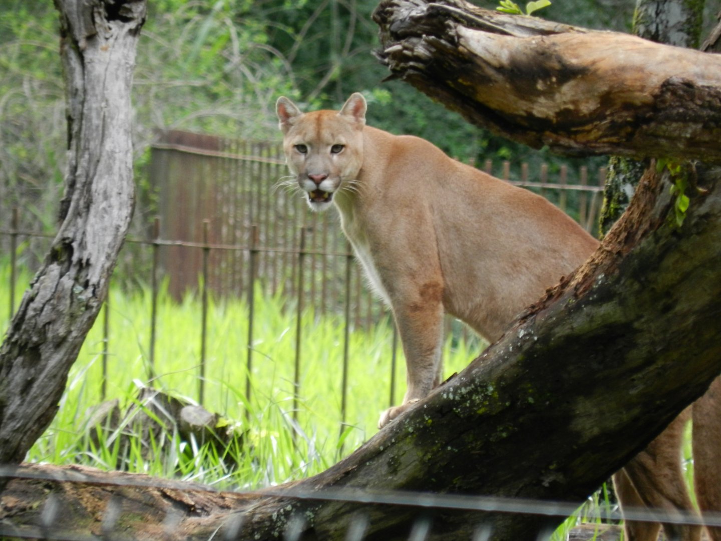 Puma - Belo Horizonte zoo