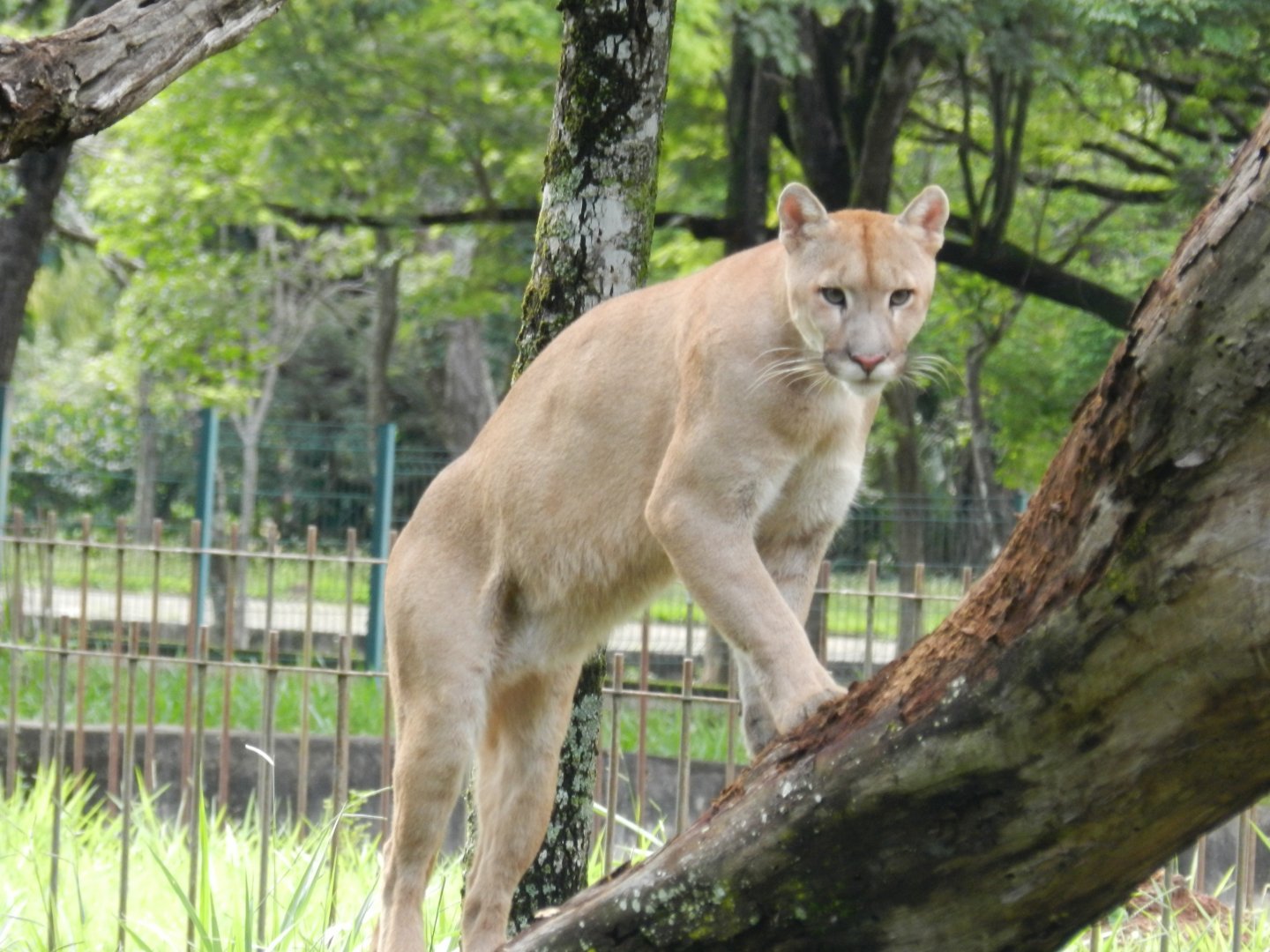 Puma - Belo Horizonte zoo