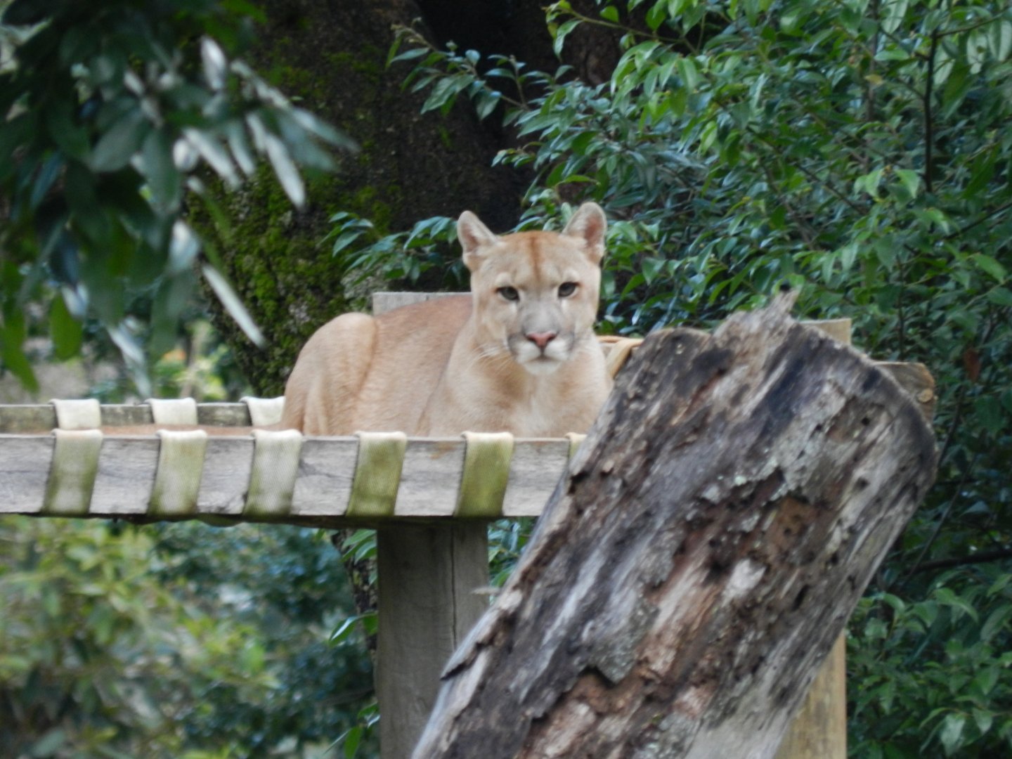 Puma - Belo Horizonte zoo