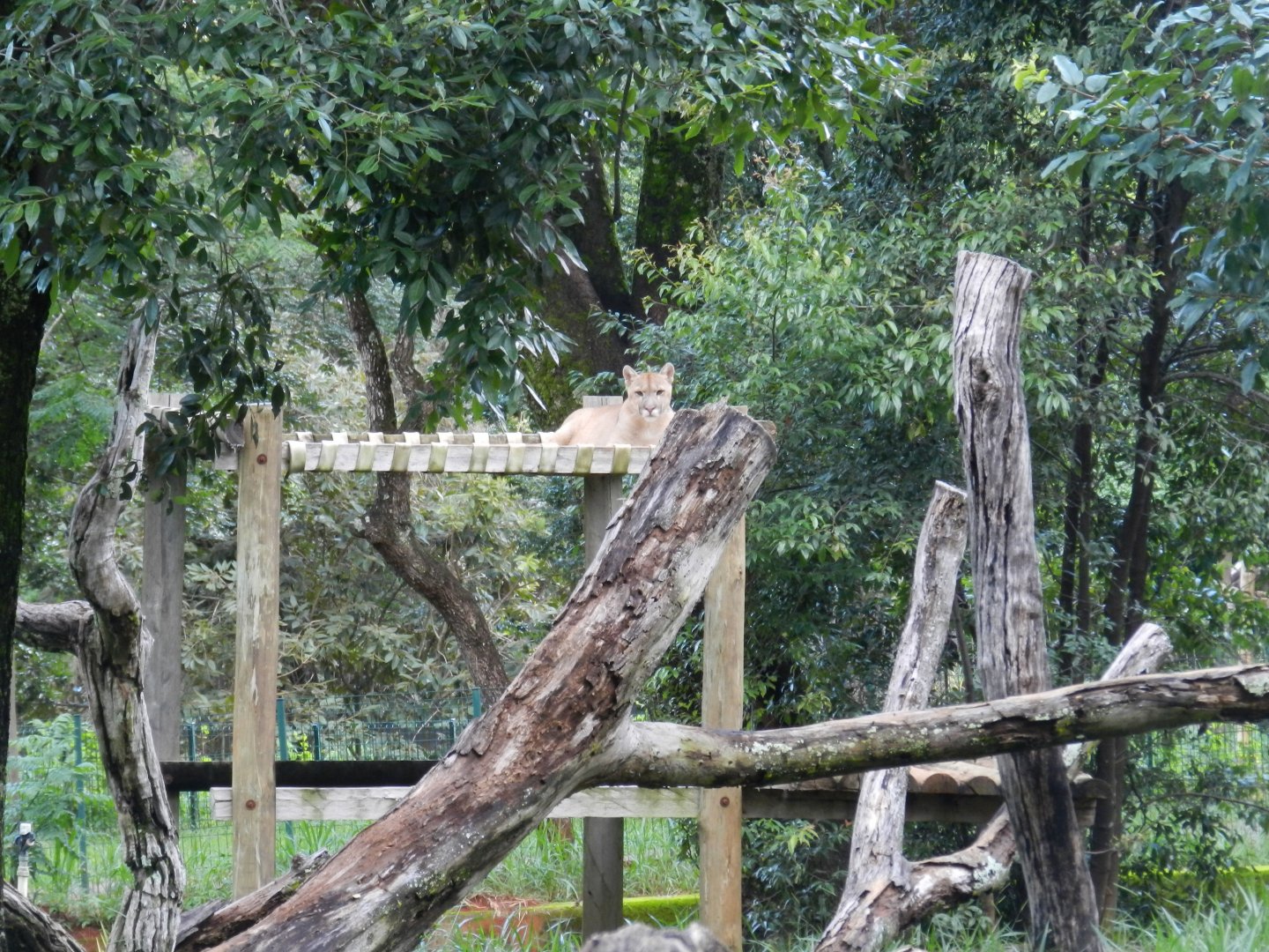 Puma - Belo Horizonte zoo