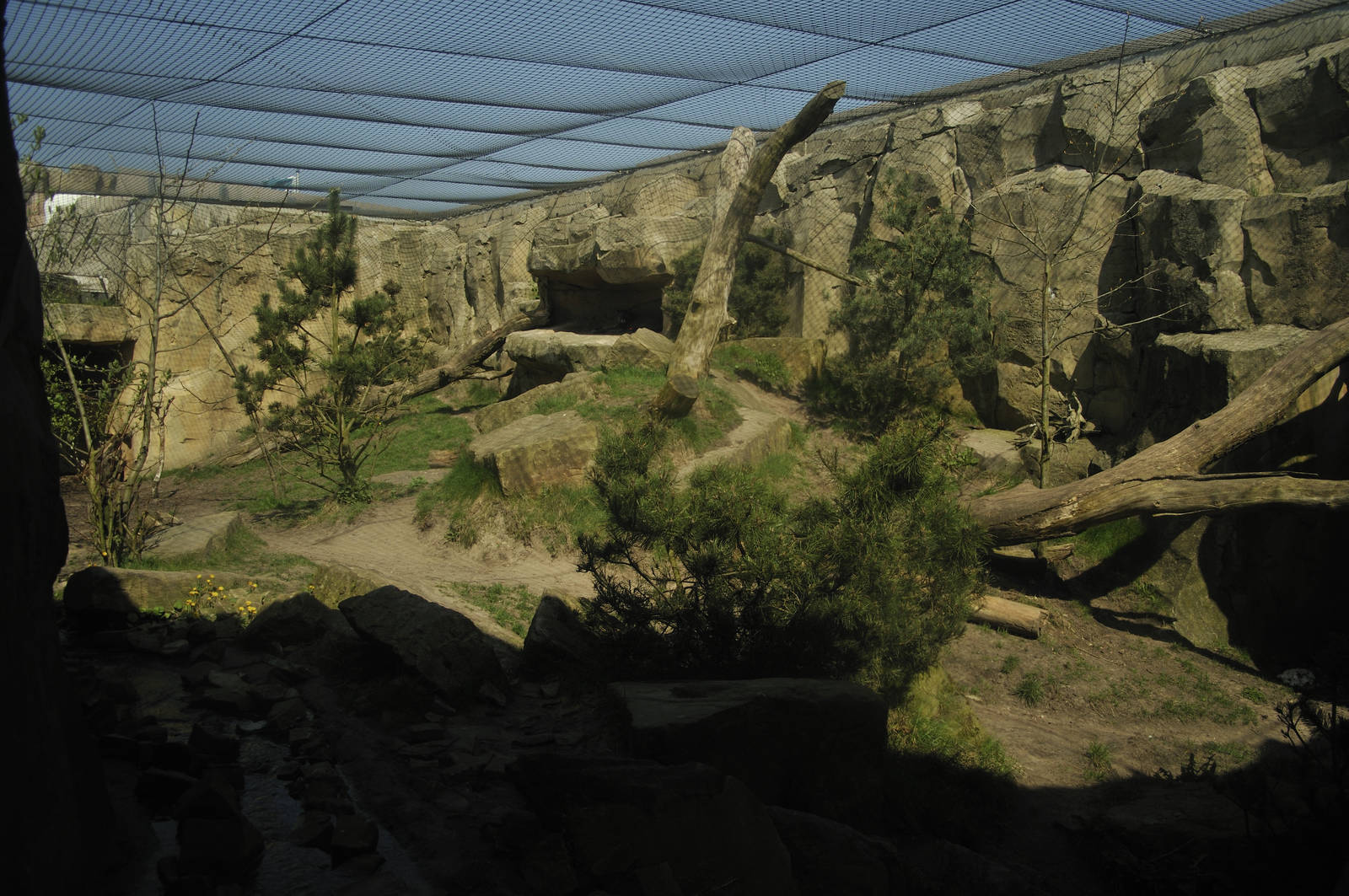 Puma-canyon at Bremerhaven zoo