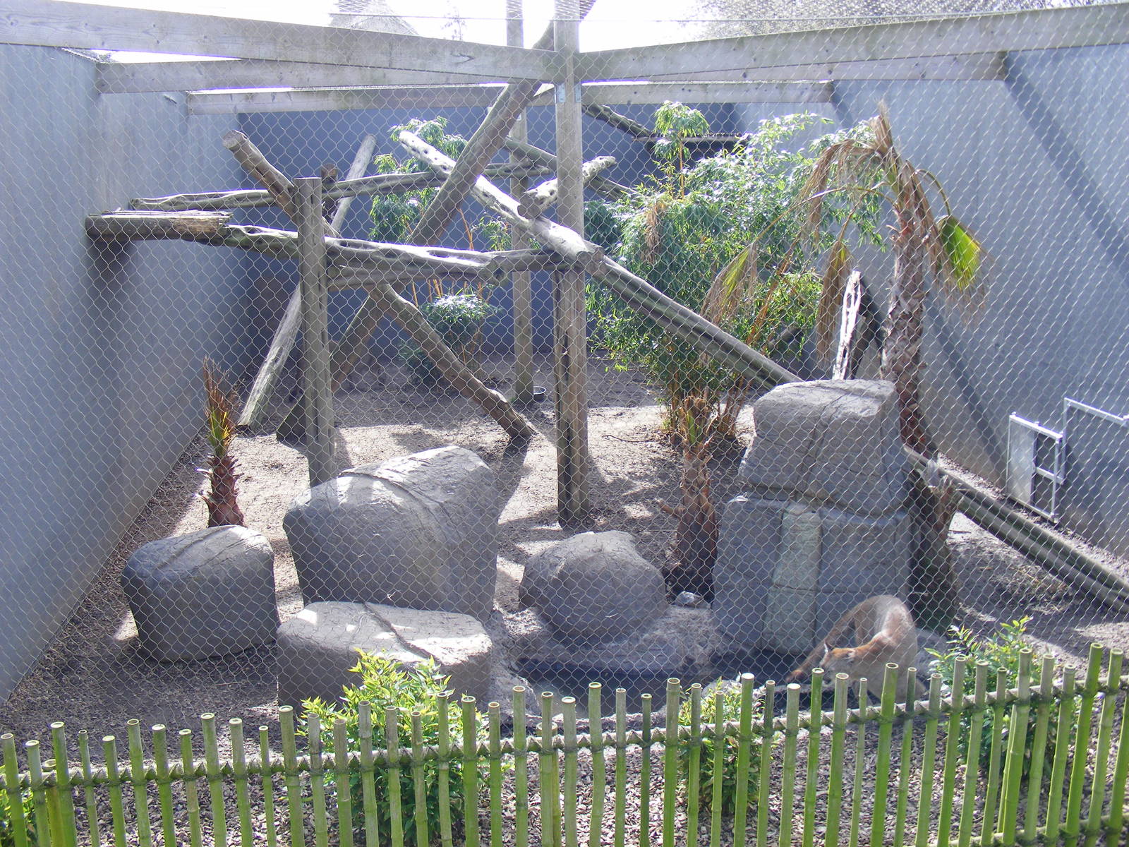 Puma/clouded leopard enclosure at RSCC, 2 April 2010