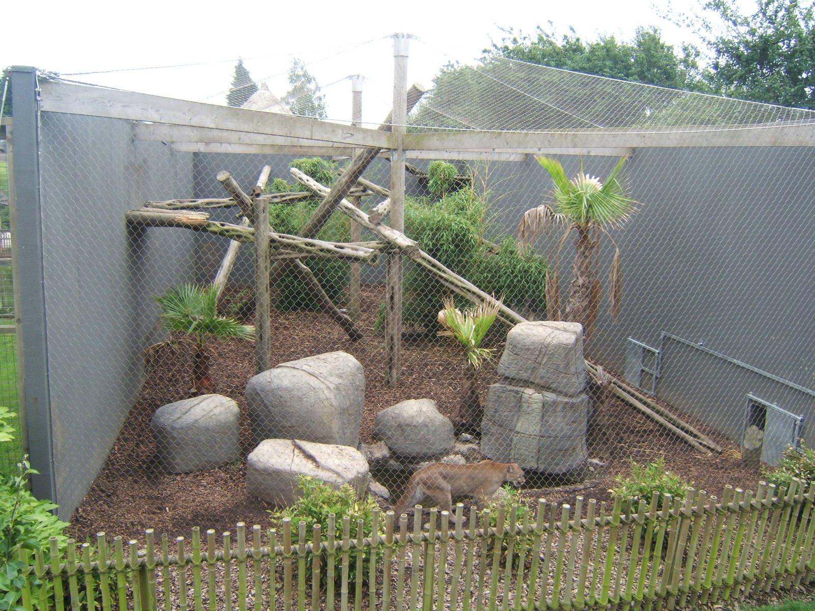 Puma/Clouded Leopard enclosure with Puma in view