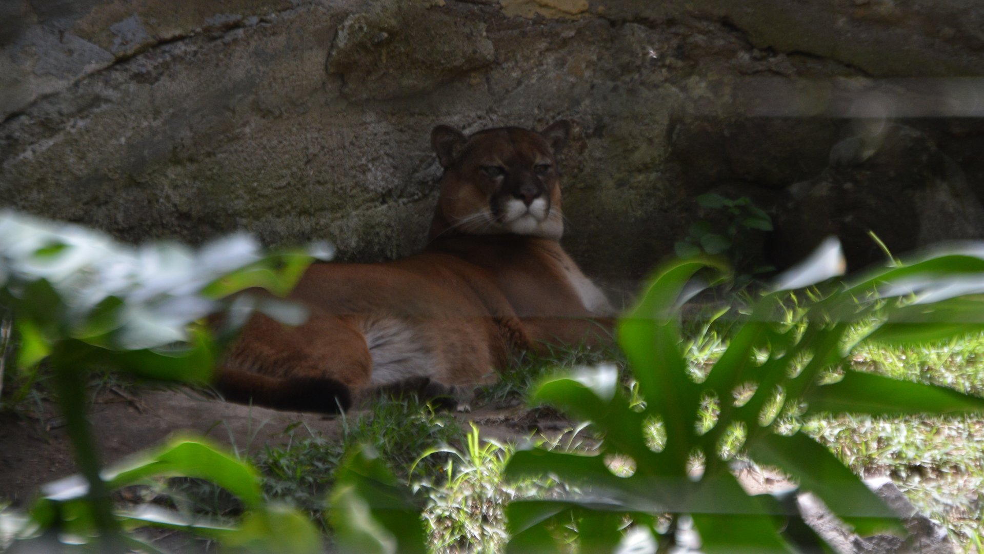 Puma concolor concolor