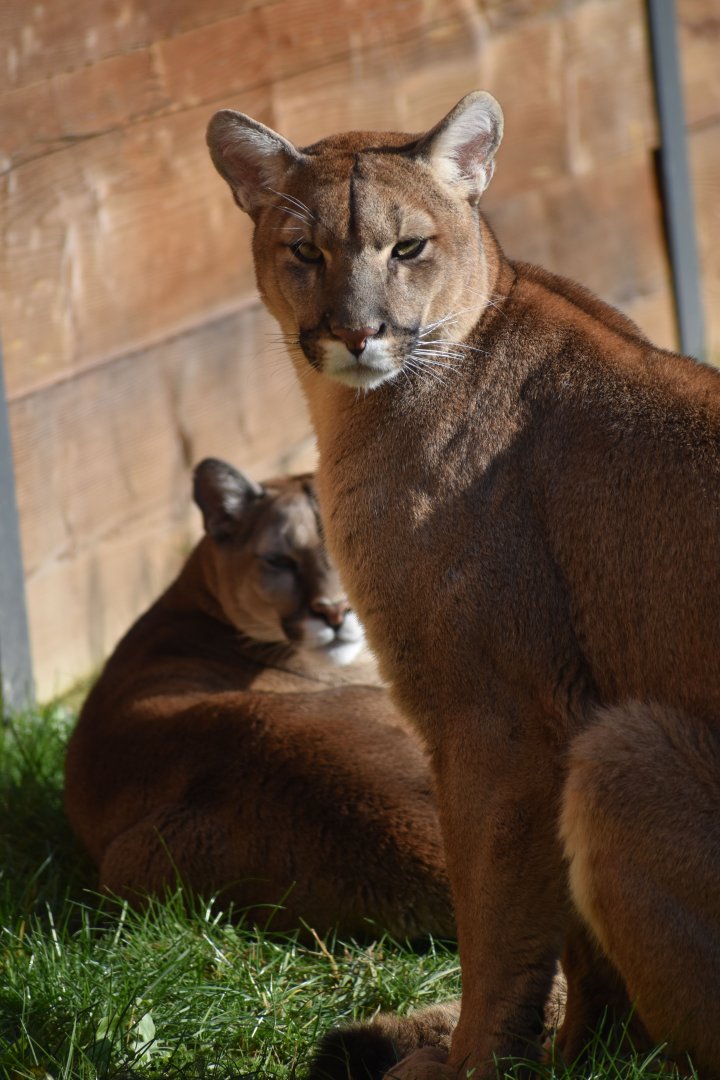 Puma concolor - Cougar