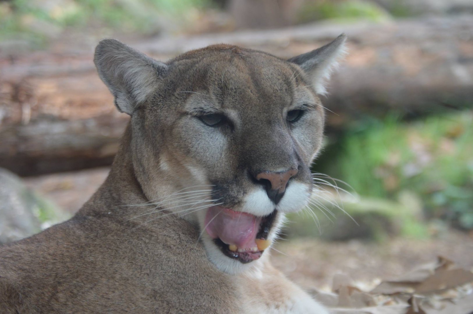 Puma concolor couguar