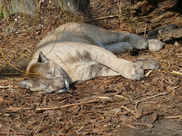 Puma concolor