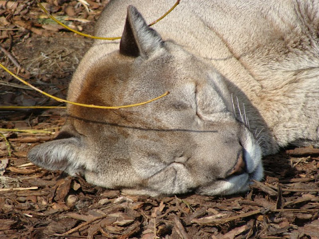 Puma concolor