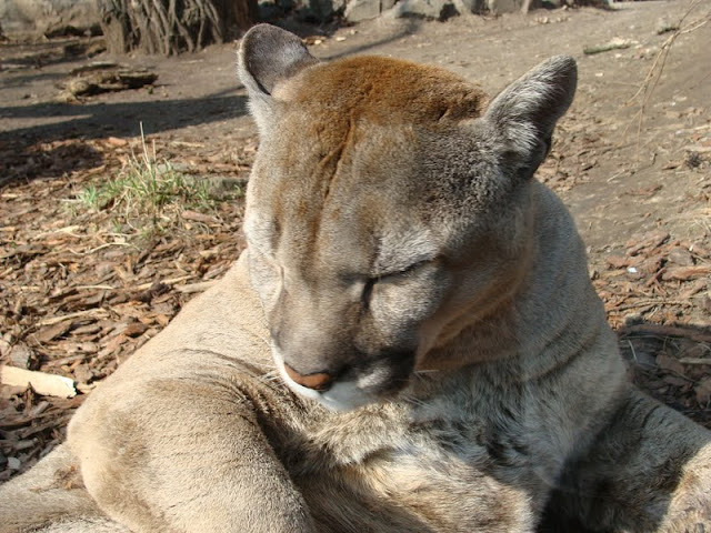 Puma concolor