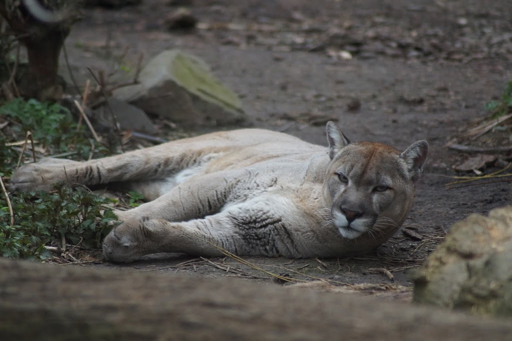 Puma concolor