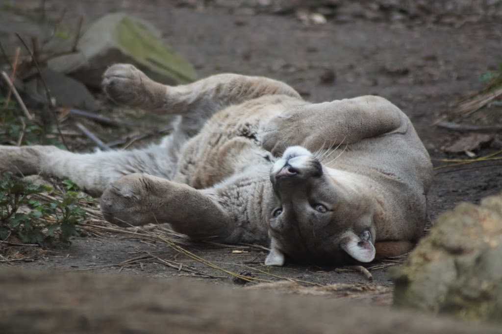 Puma concolor
