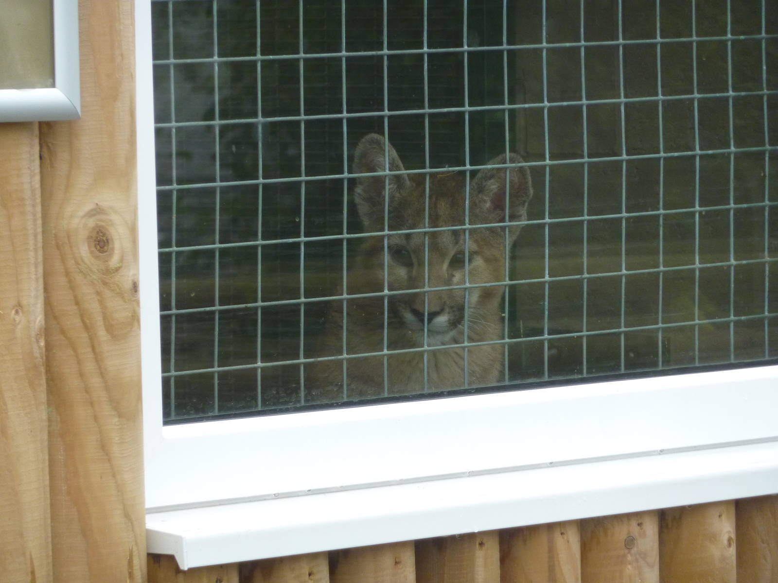 Puma cub, 23rd October 2012.