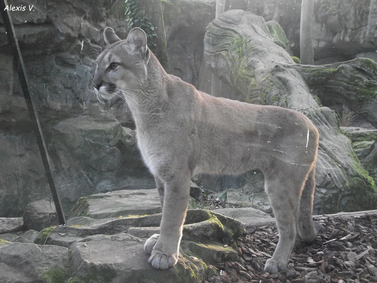 Puma cub - Zooparc de Beauval - 03/2022