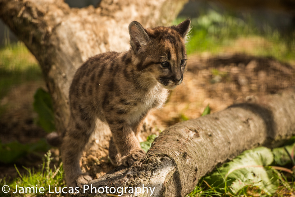 Puma Cub