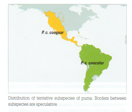Puma Distribution