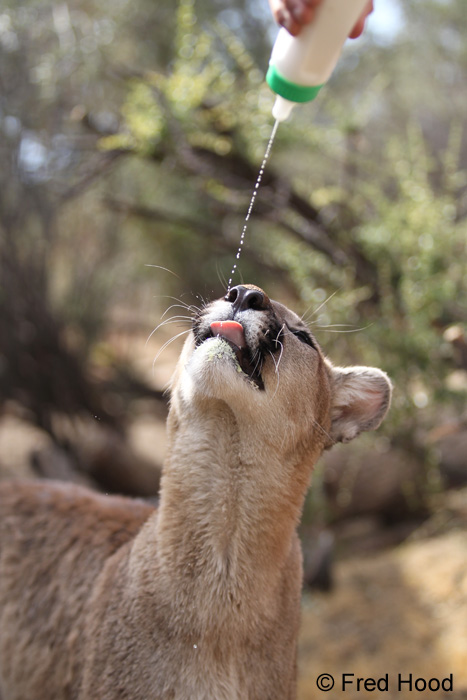puma drinking milk