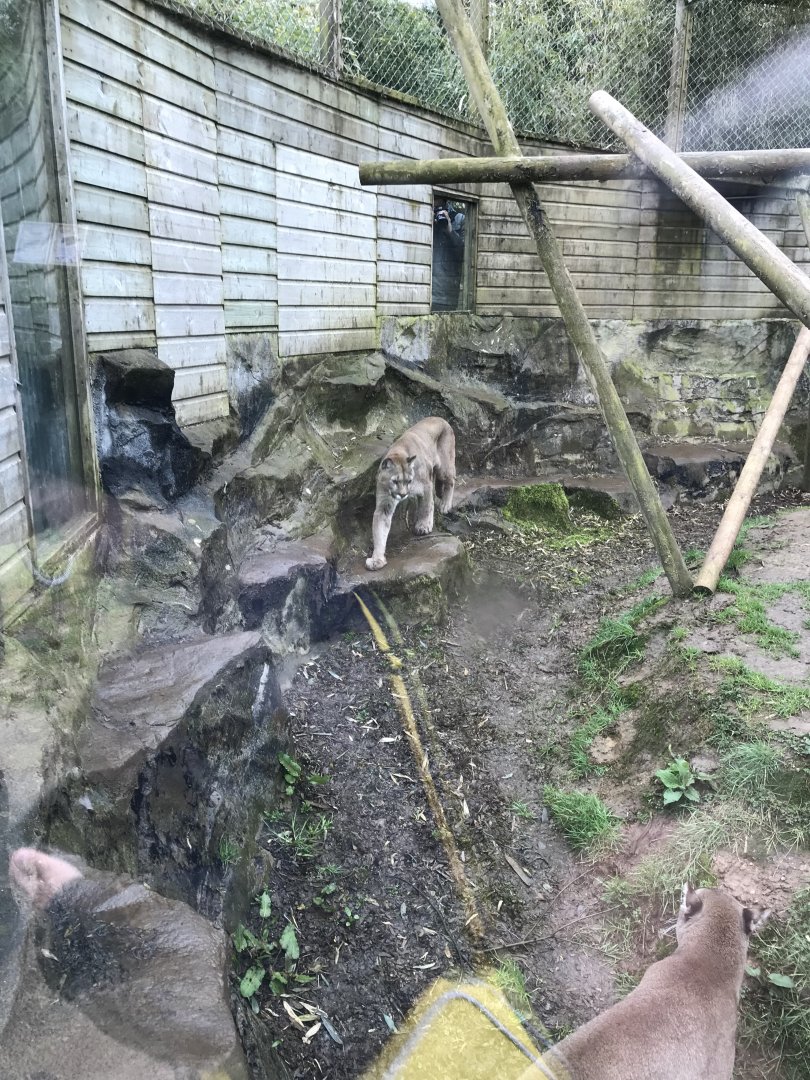 Puma enclosure 150418