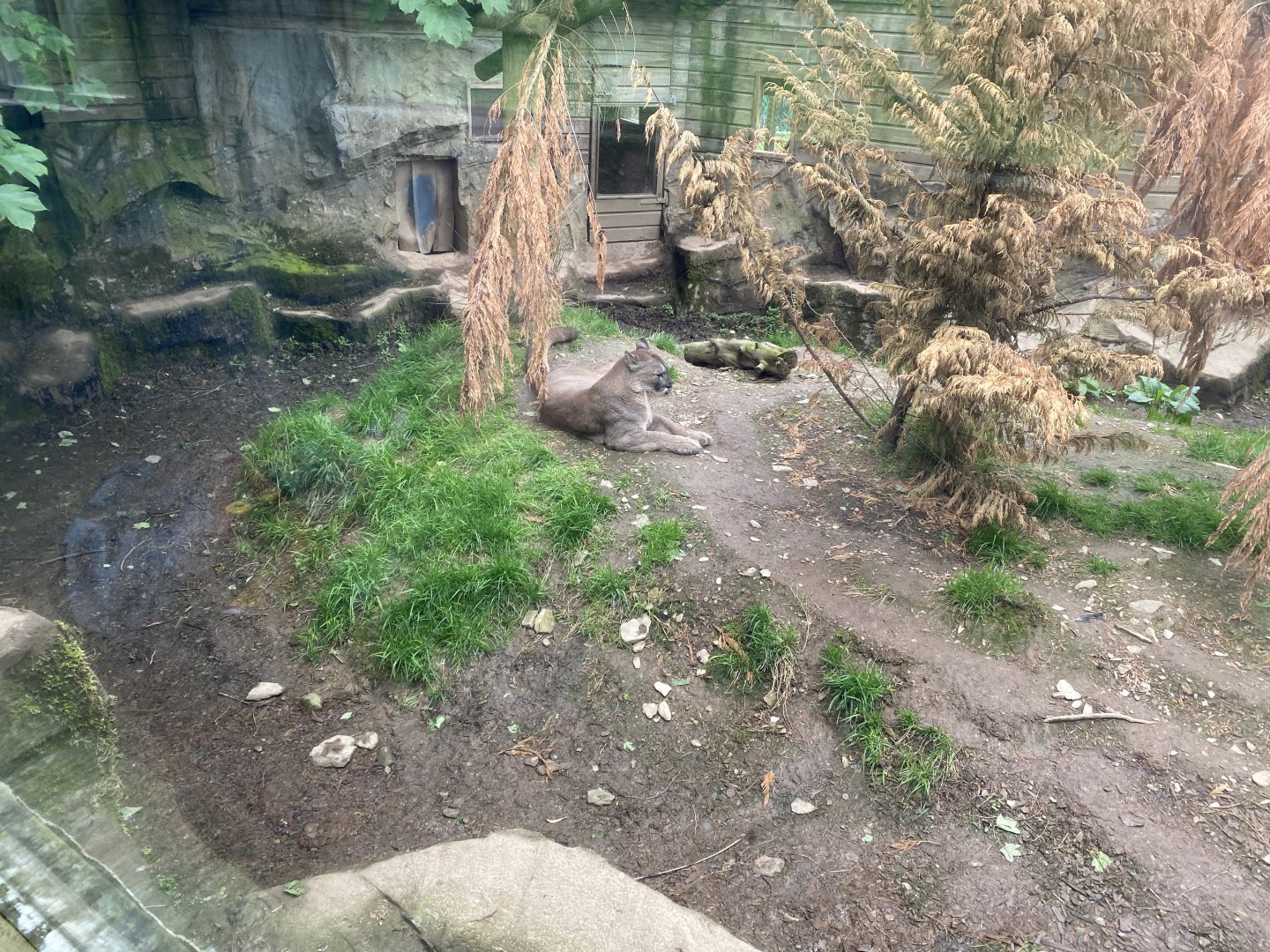 Puma enclosure 150522