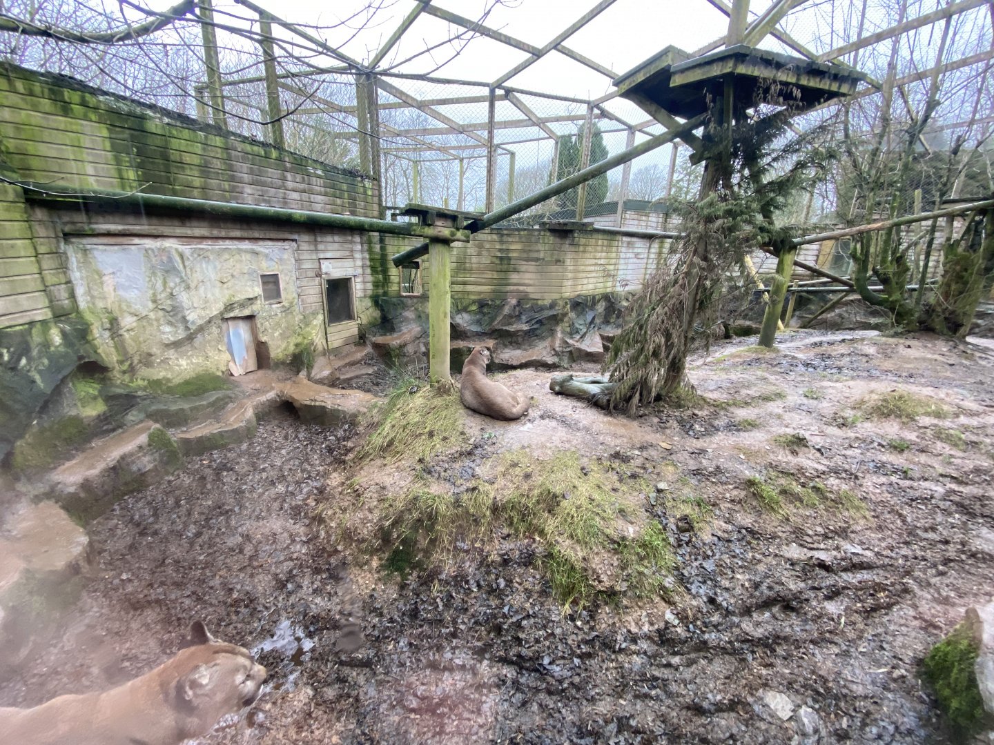 Puma enclosure 160122
