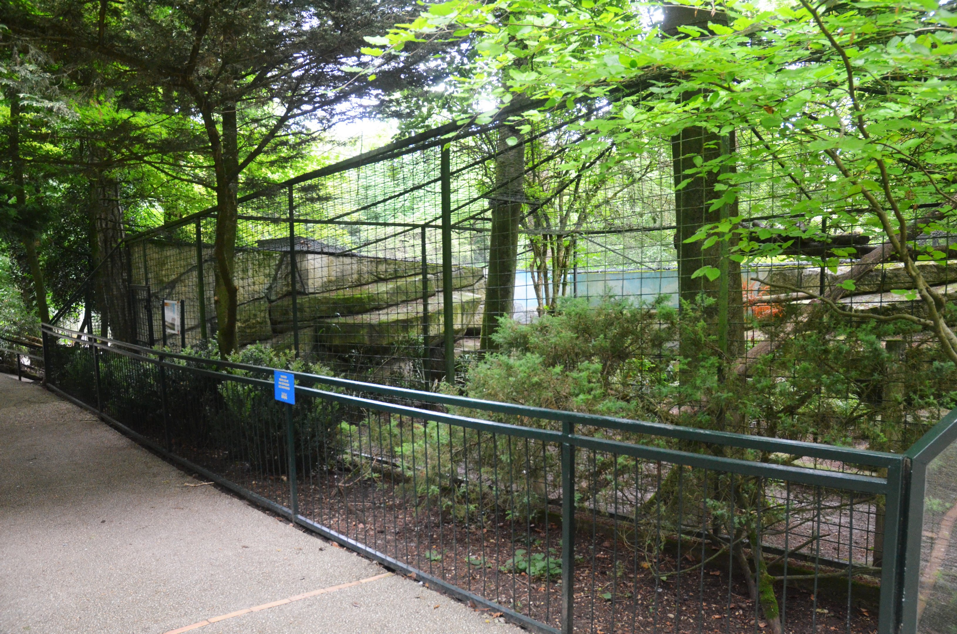 Puma Enclosure at Beauval, 12/06/18
