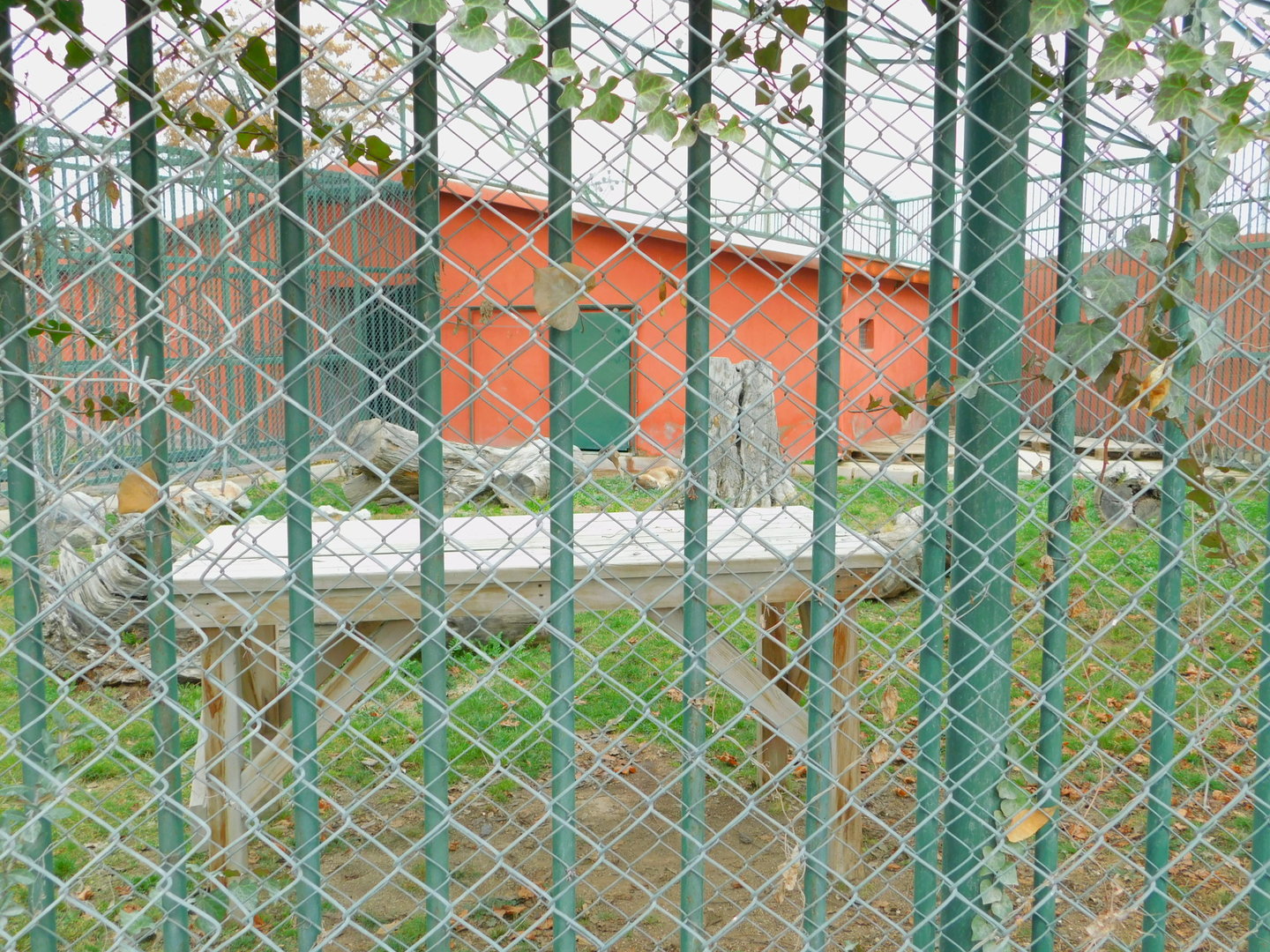 Puma Enclosure at the Karatay Zoo