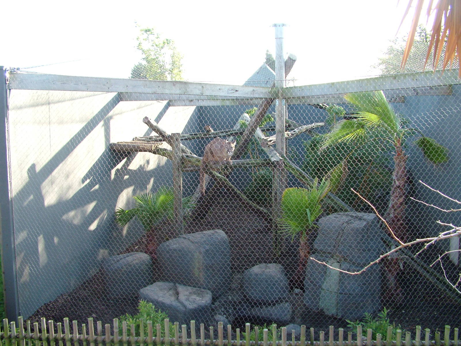 Puma enclosure at the RSCC 28/11/09