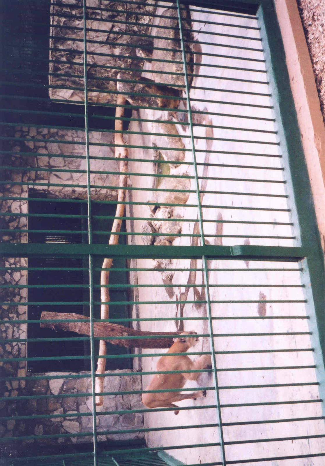 Puma Enclosure - Havana Zoo, Cuba 2004