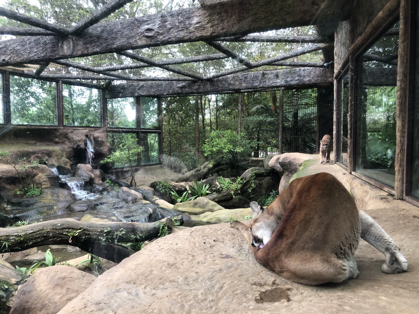 Puma Enclosure - Mar 2019