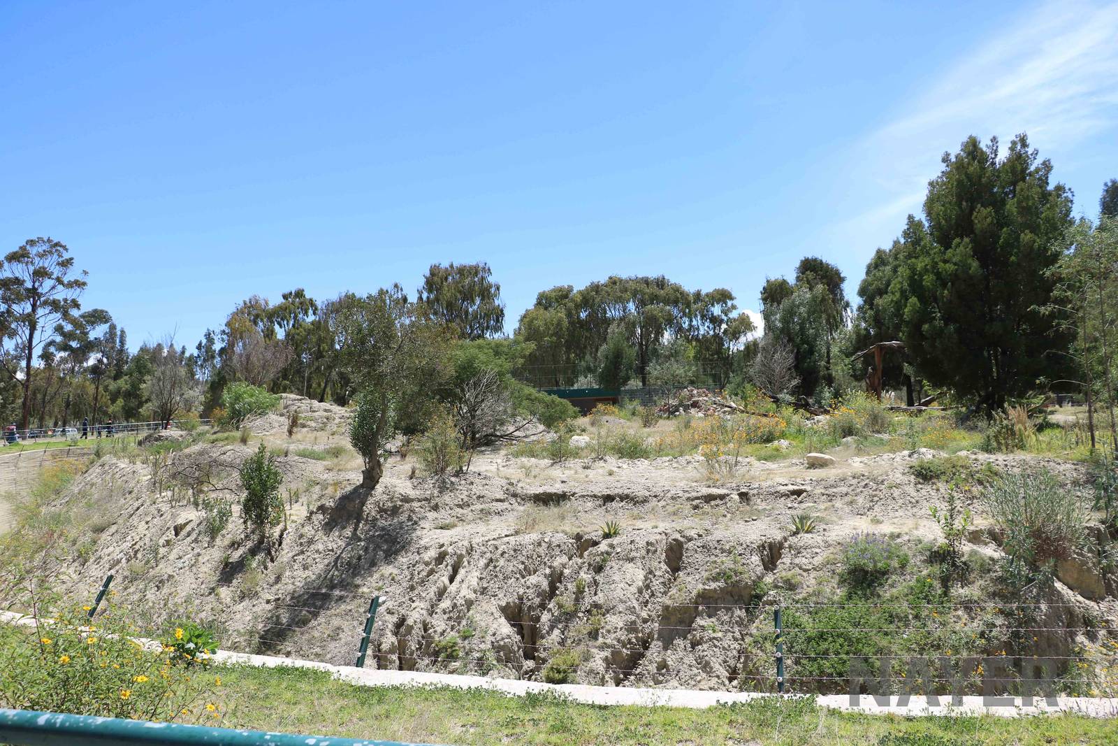 Puma enclosure, March 2016