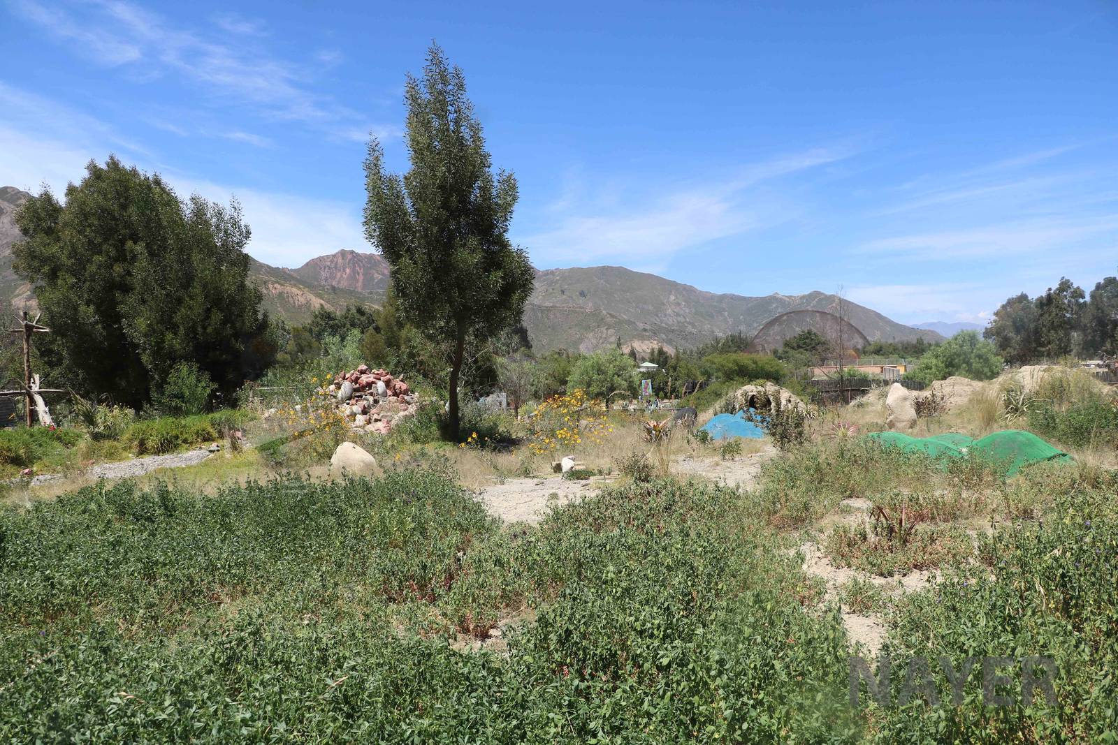 Puma enclosure, March 2016