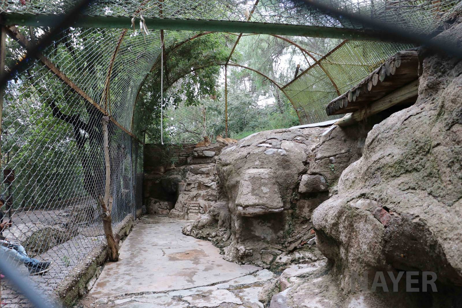 Puma enclosure - Mendoza Zoo, April 2016