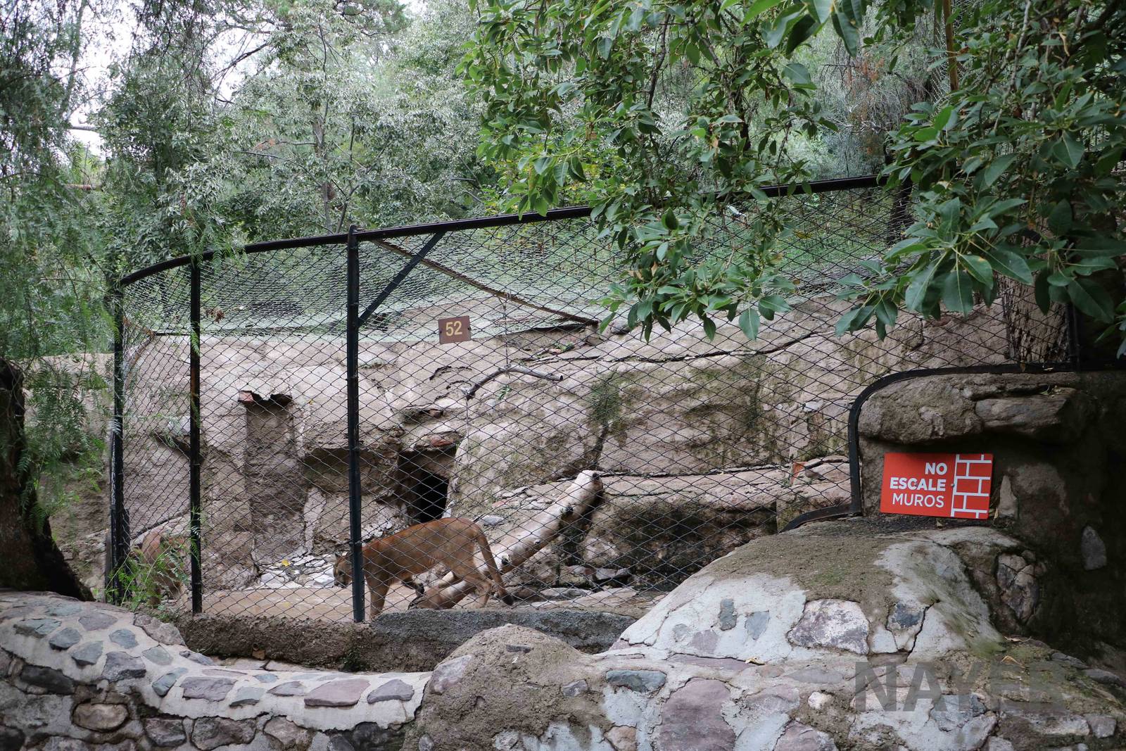 Puma enclosure - Mendoza Zoo, April 2016