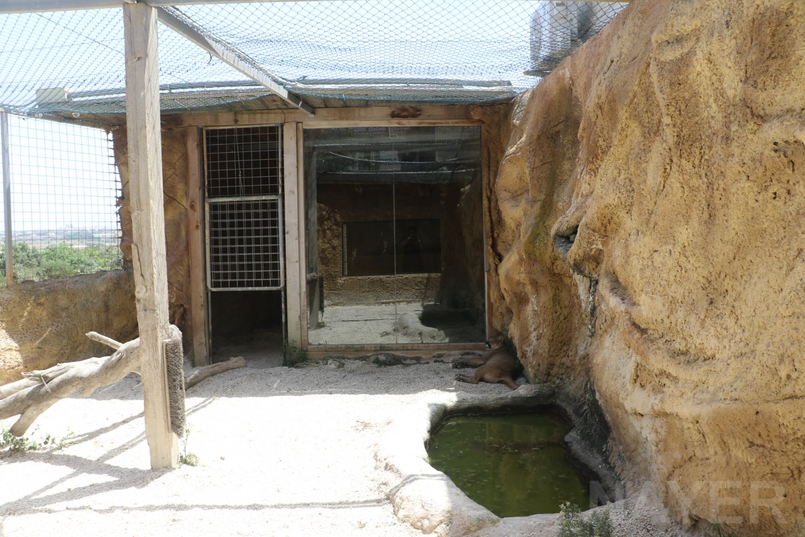 Puma enclosure - Wildlife Park Malta, June 2019