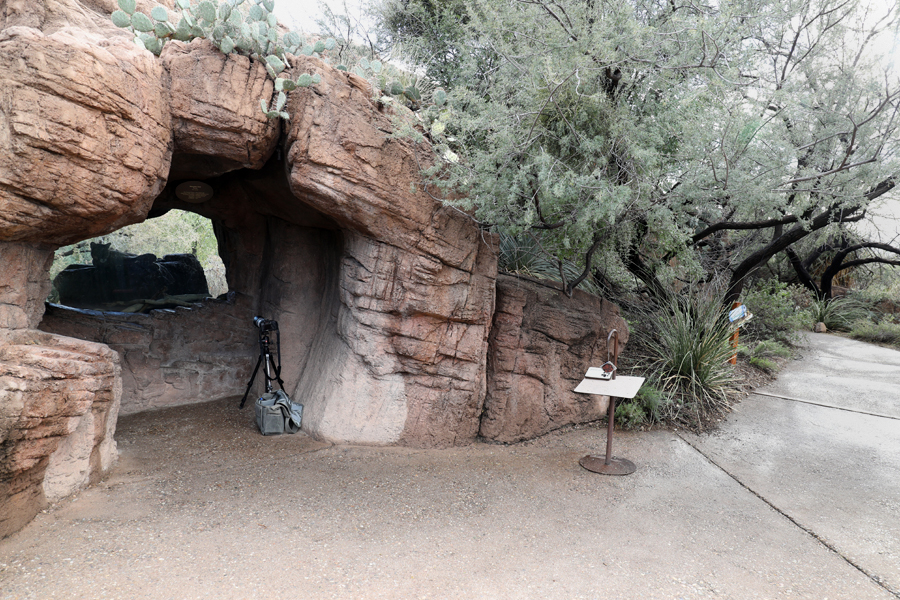 puma exhibit and walkway