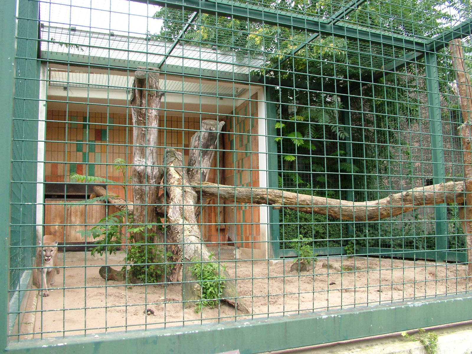 Puma Exhibit at Tierpark Berlin, 30/08/11