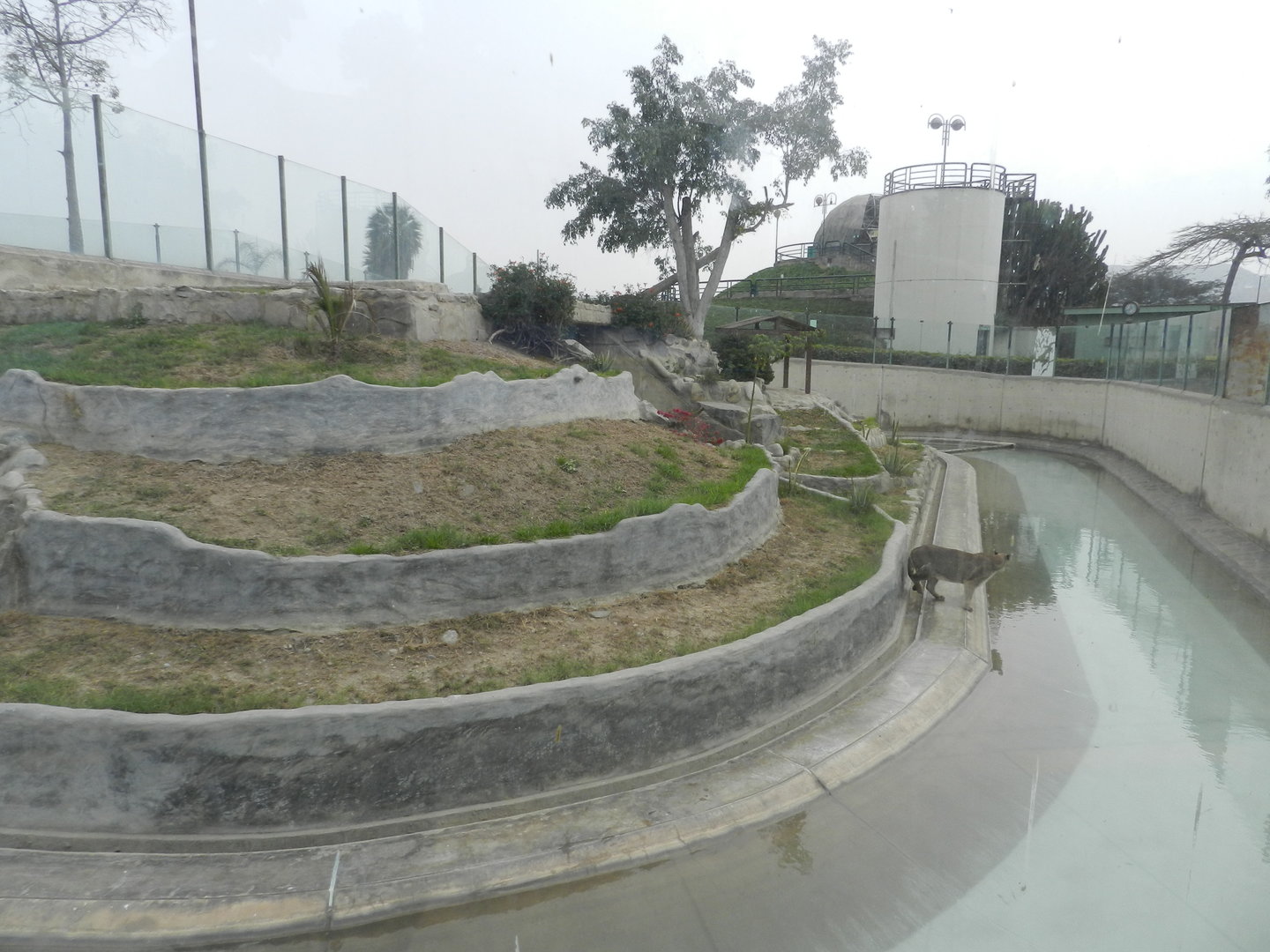 Puma exhibit I - Parque Zoológico Huachipa