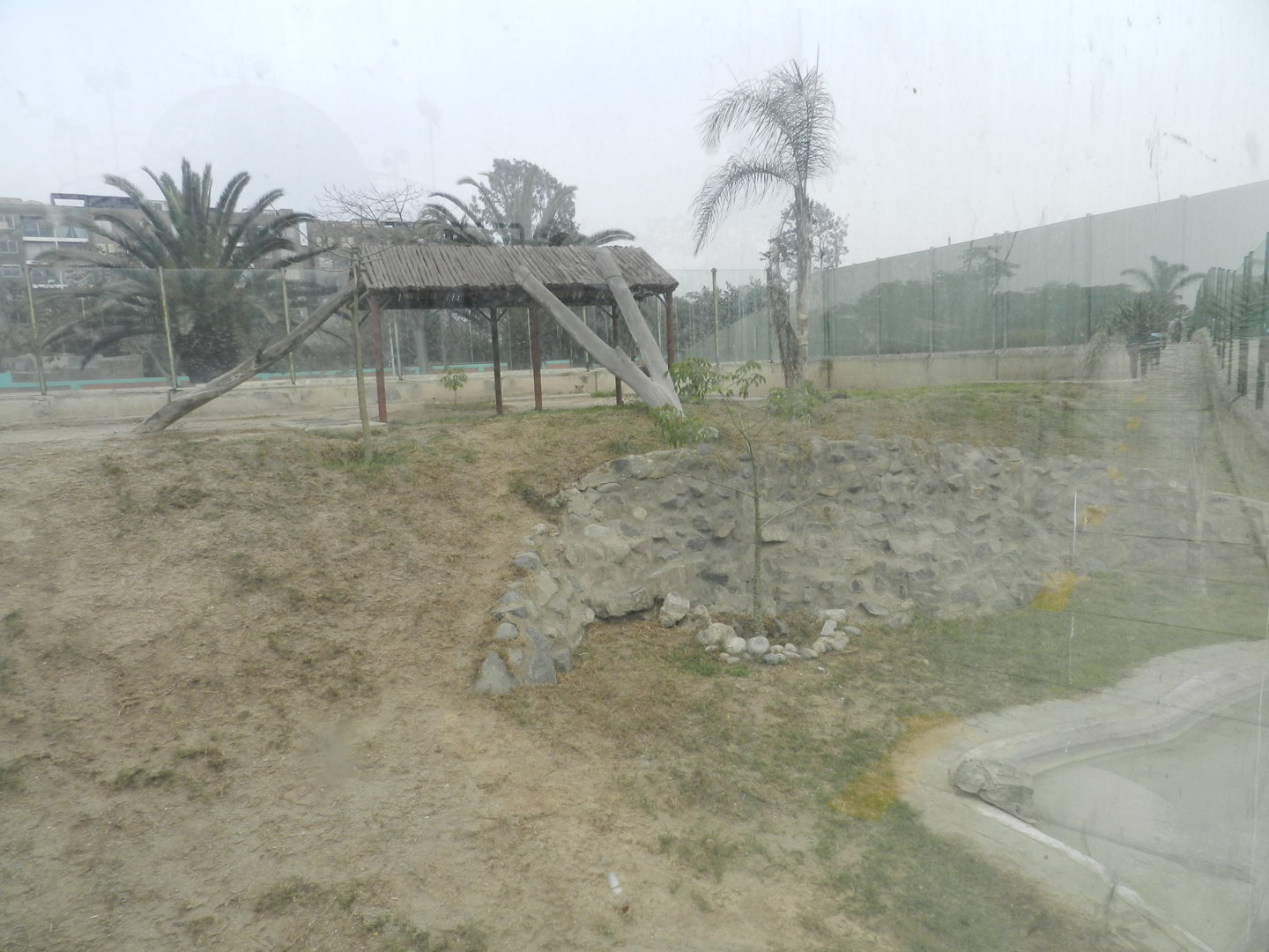 Puma exhibit II - Parque Zoológico Huachipa