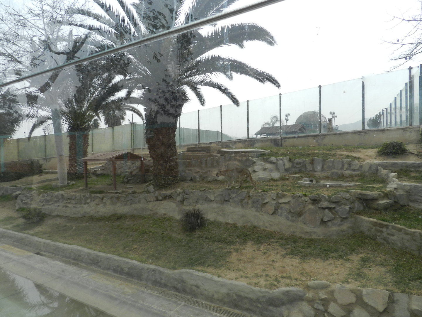 Puma exhibit III - Parque Zoológico Huachipa