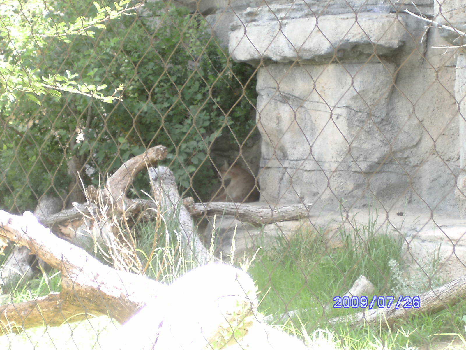 Puma Exhibit - July 2009