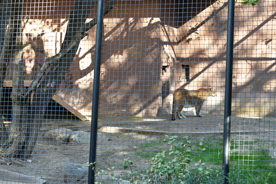 puma exhibit (one of two adjoining)