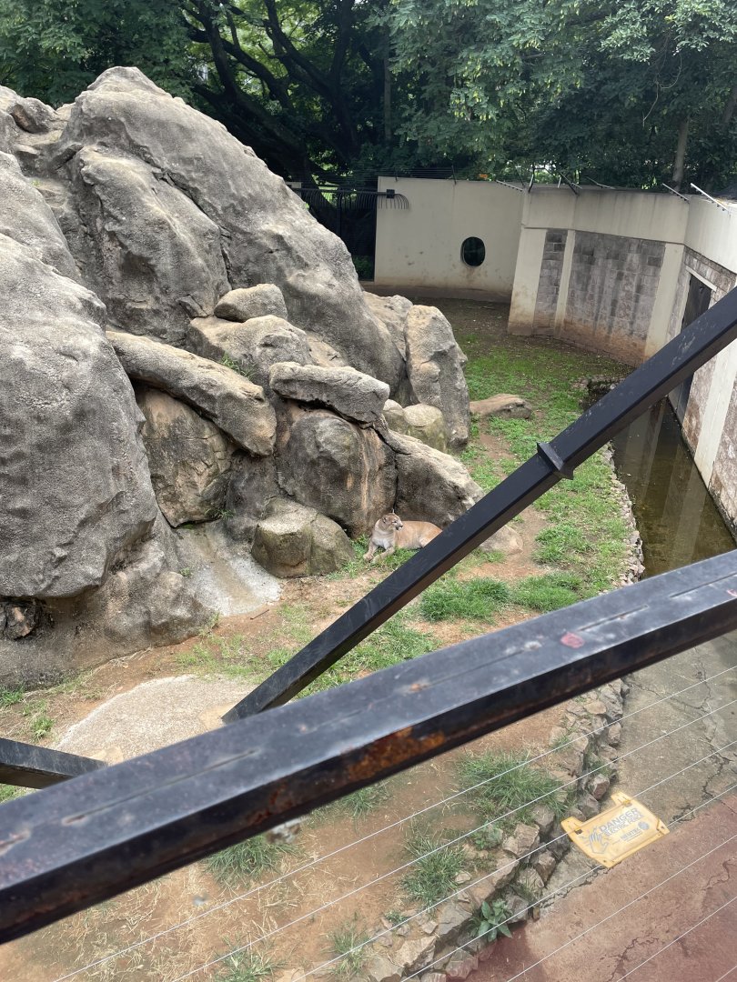 Puma Exhibit (Puma Concolor)