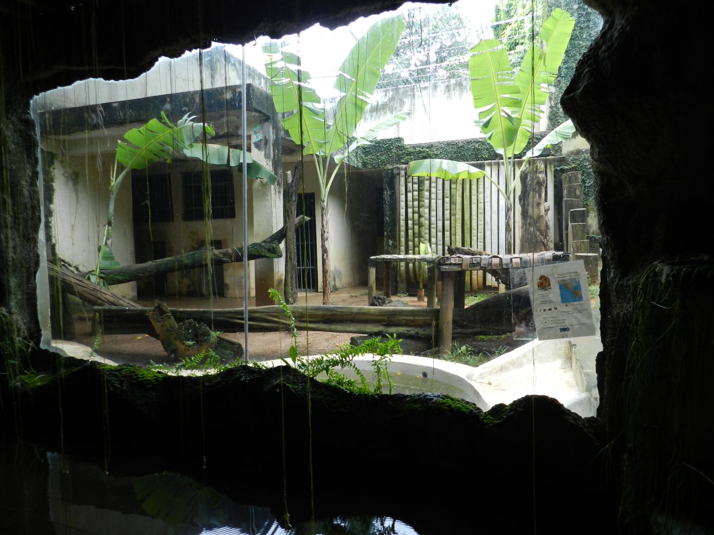 Puma exhibit - Salvador zoo (PZGV)